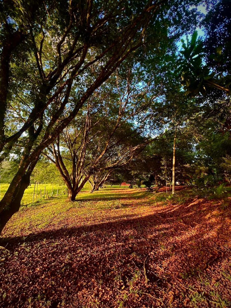 Ficus House Διαμέρισμα Boca Tapada Εξωτερικό φωτογραφία